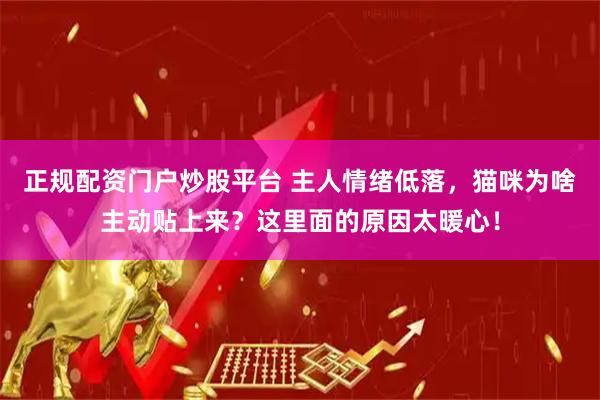 正规配资门户炒股平台 主人情绪低落，猫咪为啥主动贴上来？这里面的原因太暖心！