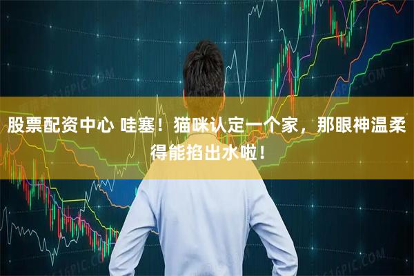 股票配资中心 哇塞！猫咪认定一个家，那眼神温柔得能掐出水啦！